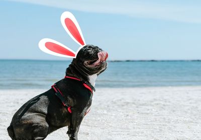 Dog with easter bunny ears on the beach