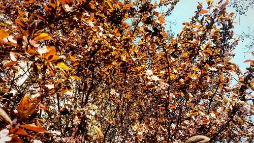 Low angle view of trees against sky during autumn