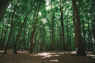 Trees in forest