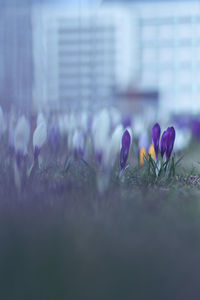 Close-up of purple crocus against blurred background