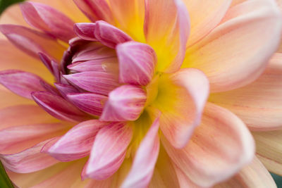 Close-up of pink flower