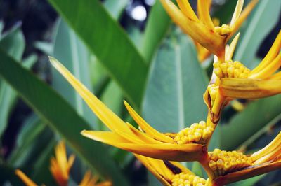 Close-up of yellow flower