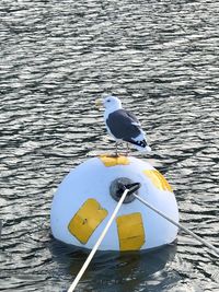 Seagull perching on a boat in sea
