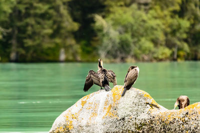 Three cormorants perching on rock against lake