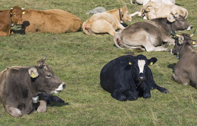 Cows on field