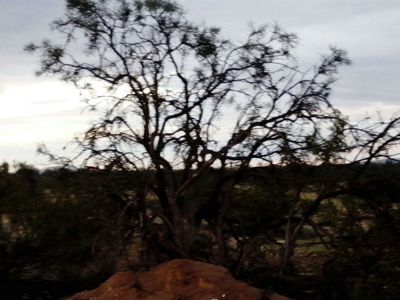 tree, sky, branch, tranquility, tranquil scene, scenics, nature, bare tree, beauty in nature, cloud - sky, tree trunk, growth, landscape, non-urban scene, outdoors, no people, mountain, cloud, low angle view, idyllic