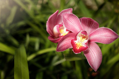 Close-up of pink flower