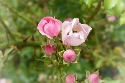 Close-up of pink roses blooming outdoors