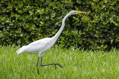 Great white heron on a field