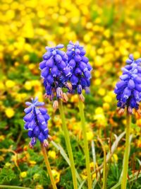 Close-up of purple flowering plant on field