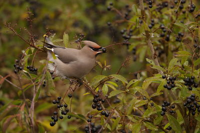 Close-up of bird on tree