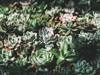 High angle view of succulent plant