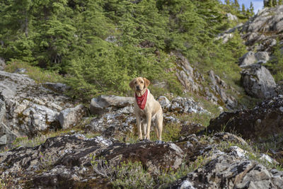 Dog standing on rock