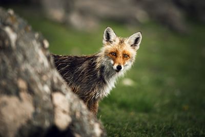 Portrait of cat on field