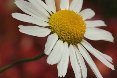 Close-up of yellow flower