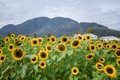 Scenic view of sunflower field against sky