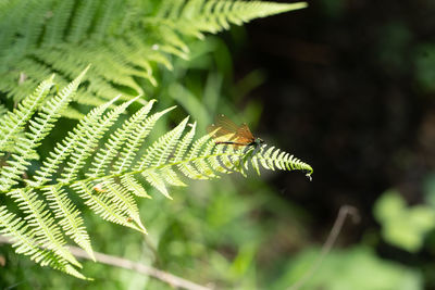 Close-up of insect on leaf