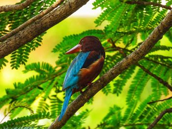 Bird perching on a branch