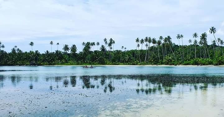 water, tree, plant, sky, wetland, nature, shore, beauty in nature, tranquility, scenics - nature, reflection, lake, tranquil scene, cloud, no people, land, marsh, lagoon, day, body of water, palm tree, tropical climate, environment, natural environment, outdoors, animal wildlife, non-urban scene, landscape, travel destinations, animal, reservoir, forest, animal themes, idyllic, travel, wildlife, beach