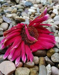 Close-up of pink flowers