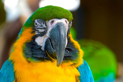Close up blue and gold macaw parrot head. exotic colorful african macaw parrot, close up