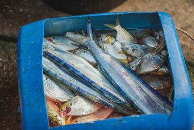 High angle view of fish for sale