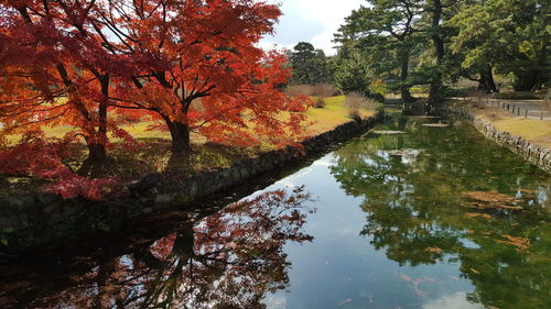 Reflection of trees in water