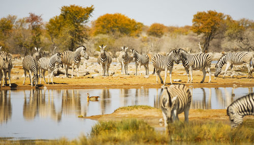 Zebras in the savannah of etosha national park