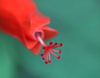 Close-up of insect on flower
