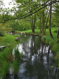 Scenic view of lake in forest