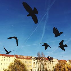 Low angle view of birds flying in sky