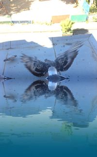 Reflection of trees in water