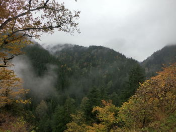 Scenic view of forest against sky