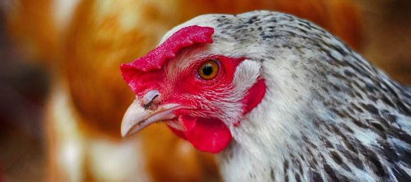 Close-up of a bird