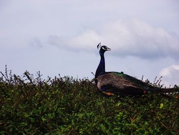 Close-up of bird perching on grass against sky