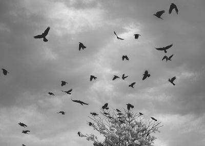 Low angle view of birds flying against cloudy sky