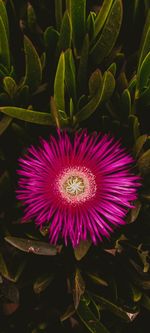 Close-up of purple flower