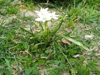 Close-up of flower growing in field