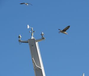 Low angle view of seagulls flying against clear blue sky