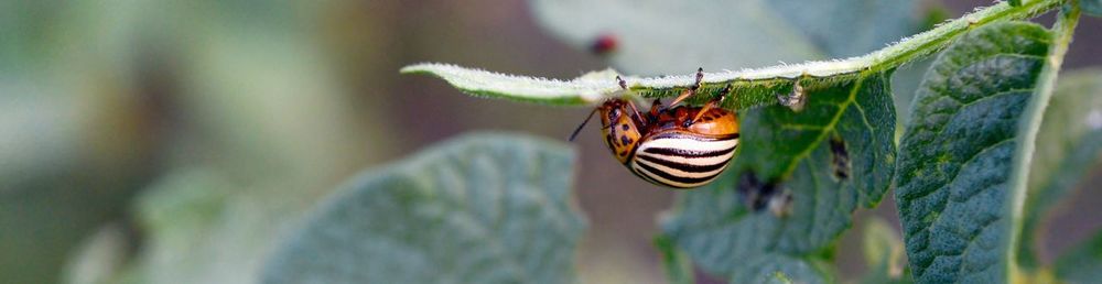 Close-up of insect on leaf