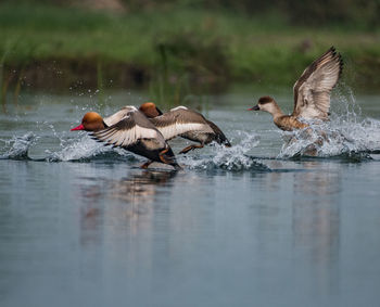 Ducks swimming in lake