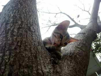 Low angle view of cat on tree