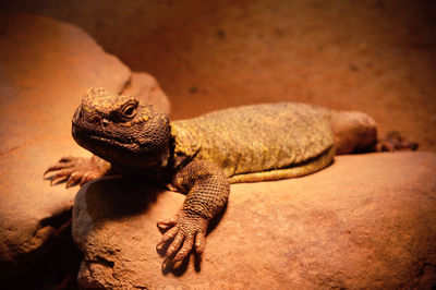 Close-up of lizard on rock