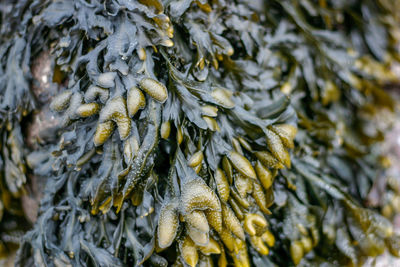 Full frame shot of a plant