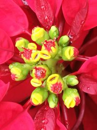 Full frame shot of water drops on flowers