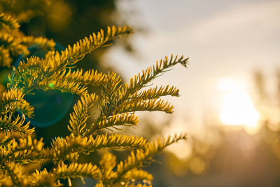 Yew tree taxus baccata branch copy space close up. european evergreen yew tree in beautiful sunlight