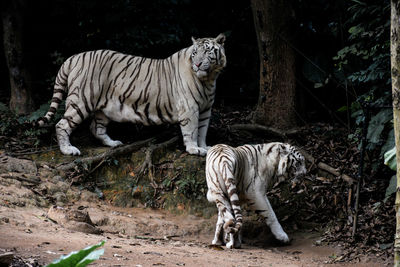 White tigers in forest