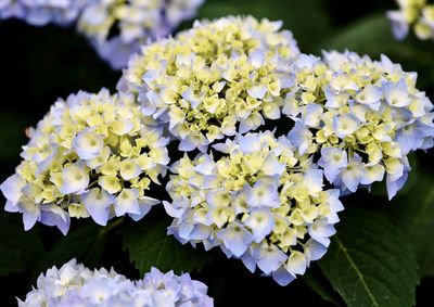 Close-up of purple hydrangea flowers
