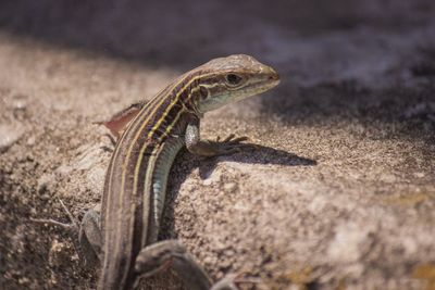 Close-up of lizard on rock