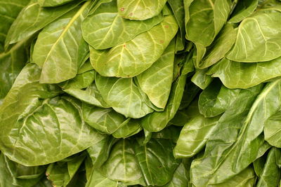 Full frame shot of green leaves